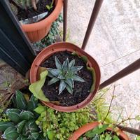 piante spinose, succulenti, agavacee e crassulacee