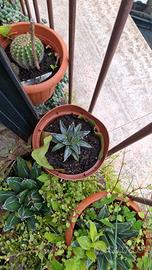 piante spinose, succulenti, agavacee e crassulacee