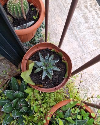 piante spinose, succulenti, agavacee e crassulacee