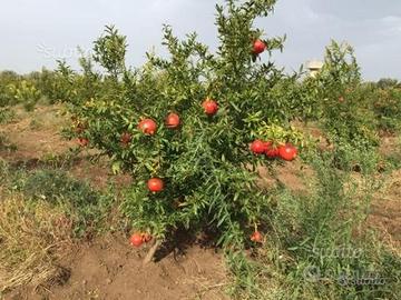 Piantine di Melograno