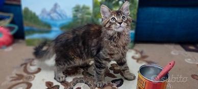 Maine Coon cucciolo