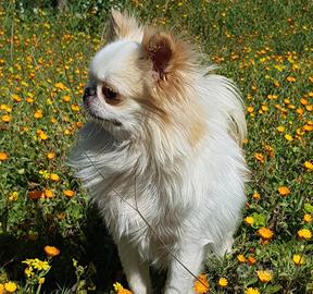 Cuccioli chihuahua