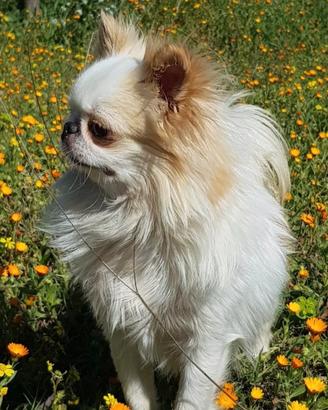 Cuccioli chihuahua