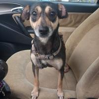 LIZZY - cagnolina simil pinscher di 4 anni