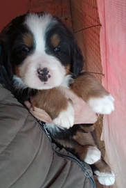 Cuccioli bovaro del bernese