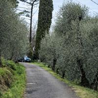 Terreno agricolo con ulivi zona Vicopisano
