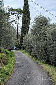 Terreno agricolo con ulivi zona Vicopisano