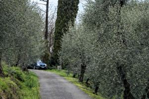 Terreno agricolo con ulivi zona Vicopisano