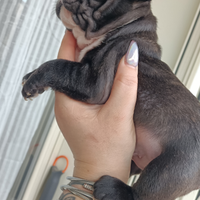 Bulldog francese