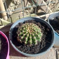 Echinopsis Oxygona (Cactus giglio di pasqua)