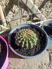 Echinopsis Oxygona (Cactus giglio di pasqua)