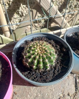 Echinopsis Oxygona (Cactus giglio di pasqua)