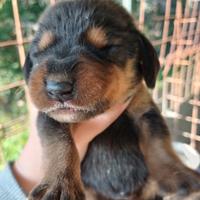 Cuccioli con pedigree enci