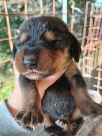 Cuccioli con pedigree enci