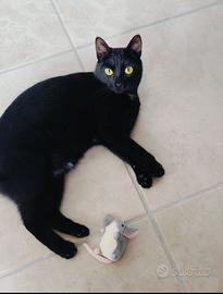 Regalasi gattina