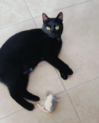 Regalasi gattina