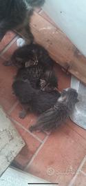 4 gattini da adottare