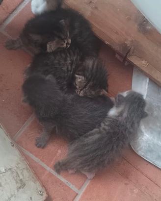 4 gattini da adottare