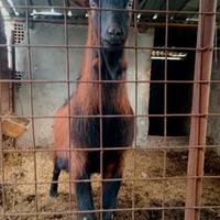 Camosciata delle Alpi