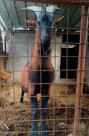 Camosciata delle Alpi