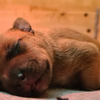 Cuccioli Staffordshire bull terrier