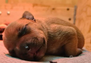 Cuccioli Staffordshire bull terrier