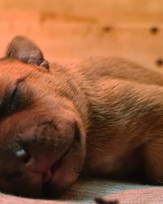 Cuccioli Staffordshire bull terrier