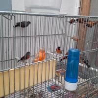 Cardinalini del venezuela