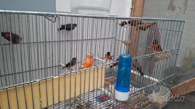 Cardinalini del venezuela