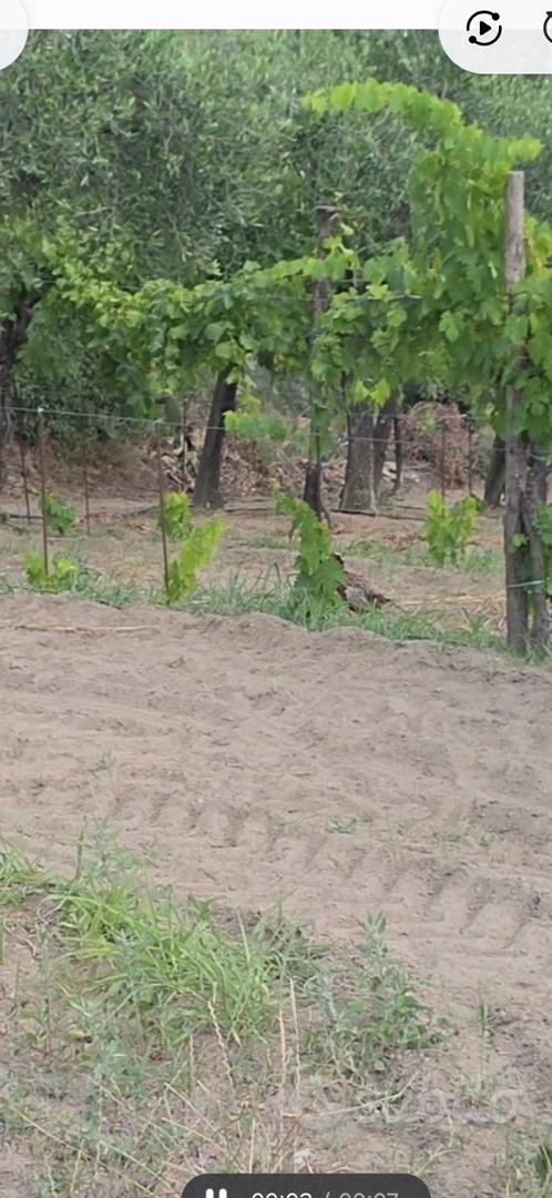 Terreno oliveto vigneto - Vista 2