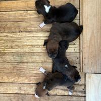 Cuccioli di segugio maremmano