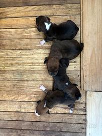 Cuccioli di segugio maremmano