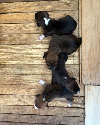 Cuccioli di segugio maremmano