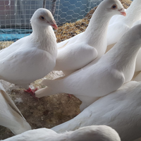 Colombi viaggiatori bianchi