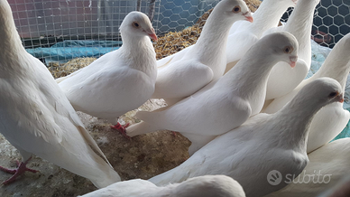 Colombi viaggiatori bianchi