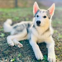 Cucciolo siberian husky maschio zimella