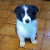 Cucciola di border collie pedigree ENCI