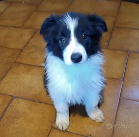 Cucciola di border collie pedigree ENCI