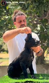 Cane corso cucciolo