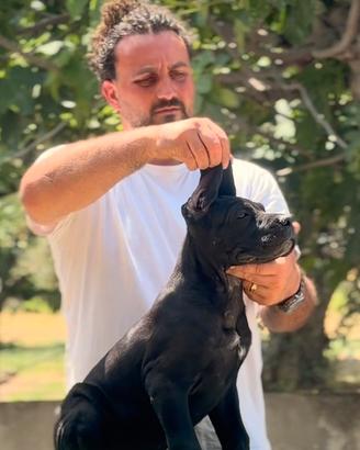 Cane corso cucciolo