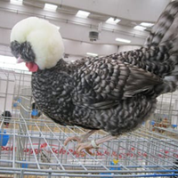 Galline padovane e olandesi nane