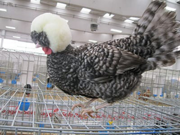 Galline padovane e olandesi nane