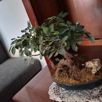 bonsai da arredo