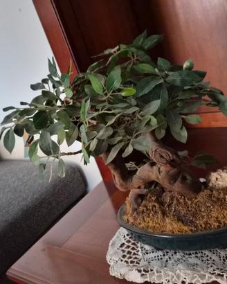 bonsai da arredo