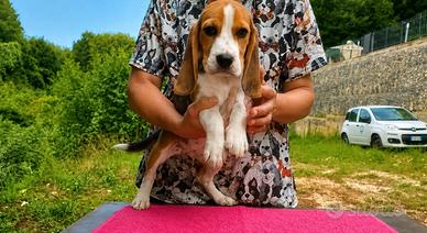 Beagle tricolore