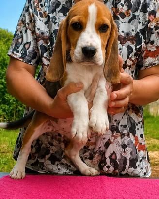 Beagle tricolore