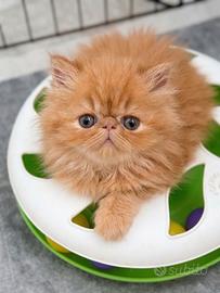 Cuccioli di Gatto Persiano e Exotic