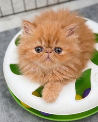 Cuccioli di Gatto Persiano e Exotic