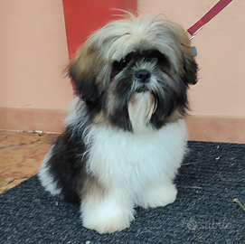 Cucciolo di Shitzu tricolore