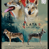 Cuccioli Cane Lupo Cecoslovacco